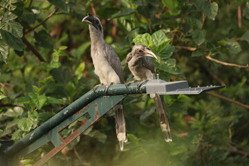 Gray Hornbill pair © Rajender