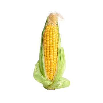 corn vegetable in PNG image isolated on transparent background.