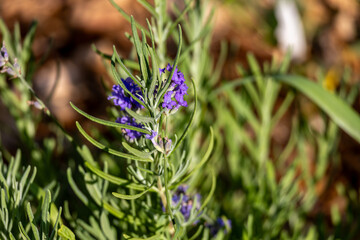 Obraz premium Abstract texture background of blue color English lavender (Lavandula angustifolia) flowers blooming in a residential garden 
