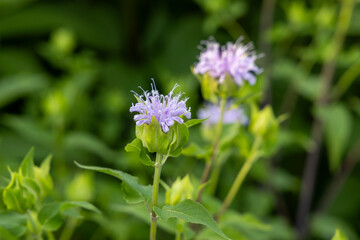 Fototapeta premium Abstract texture background of pink color wild bergamot (Monarda fistulosa) wildflowers in bloom in a residential garden