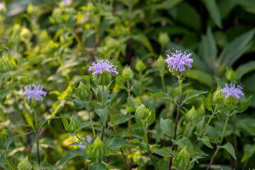 Fototapeta premium Abstract texture background of pink color wild bergamot (Monarda fistulosa) wildflowers in bloom in a residential garden