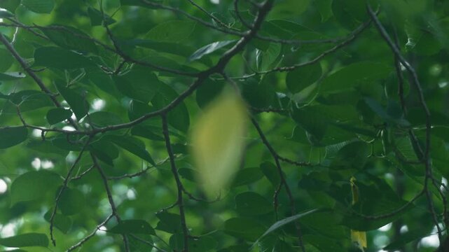 A leaf tangled in a spider web