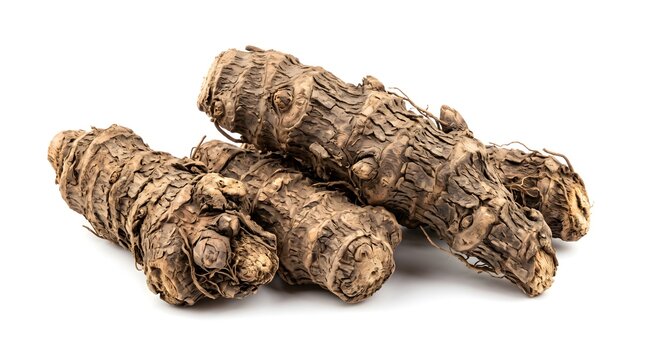 Fresh Costus Rhizomes Isolated on White Background, Whole Saussurea Costus Roots