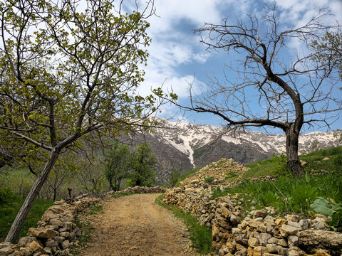 A dirt path winds between dry stone walls, bordered by young and weathered trees, with snow-covered mountains rising under a partly cloudy sky
📍 Hawraman Takht, Kurdistan, Iran 