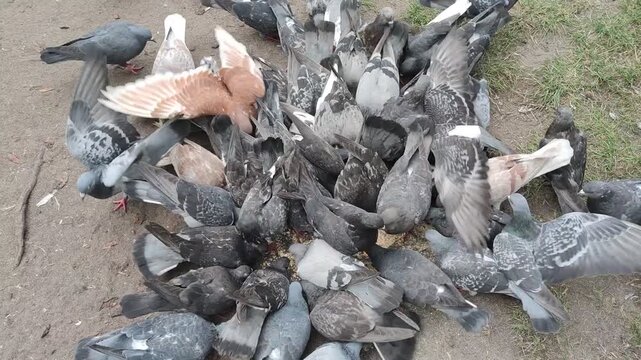 Large flock of hungry urban pigeons aggressively competing for food around a bird feeder. Wild city birds push flap wings and crowd together while eating grain outdoors. Natural animal behavior pigeon