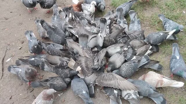 Large flock of hungry urban pigeons aggressively competing for food around a bird feeder. Wild city birds push flap wings and crowd together while eating grain outdoors. Natural animal behavior pigeon