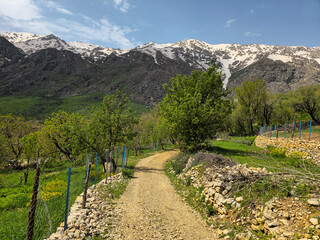 Fototapeta premium A dramatic wall of jagged, snow-streaked peaks rises above a stone-bordered dirt path winding through garden trees. 📍 Hawraman Takht, Kurdistan, Iran 