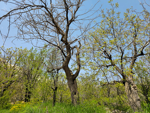 A gnarled tree trunk with bare and budding branches rises above lush green grass among garden trees under a clear blue sky.
📍 Hawraman Takht, Kurdistan, Iran 