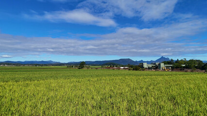 Fototapeta premium Aerial View of Sugarcane Fields and Industrial Factory in Australia