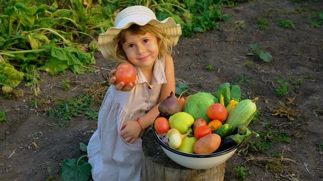 Vegetable harvest with a woman in a garden. Selective focus.