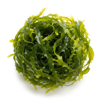 Fresh sea lettuce on white background ready for healthy and tasty meal.