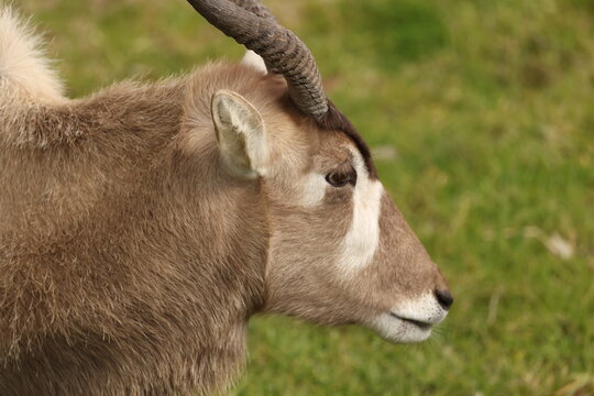 Profile View of an Addax Antelope with Spiral Horns