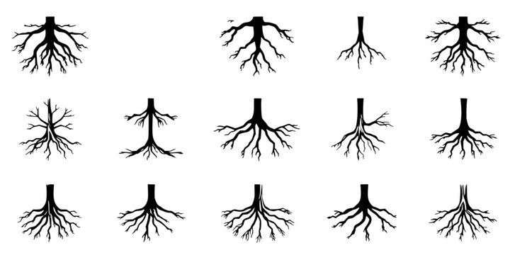 Tree roots illustrations set with a 3x3 grid of minimalist vector drawings showing varied root structures extending from a central trunk, some encased in circular boundaries featuring black and 