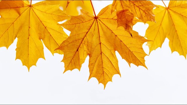 Golden autumn leaf close up with yellow foliage and detailed veins on bright white background showcasing warm nature season change