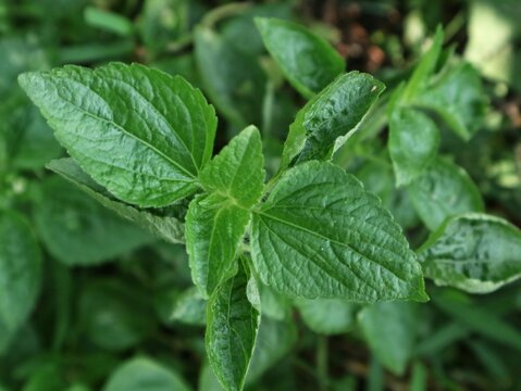 Close up shot of ageratum conyzoides plant, surrounded by fresh green leaves. Ideal for nature, botany, ecology, herbal medicine, weed control, and environmental concepts