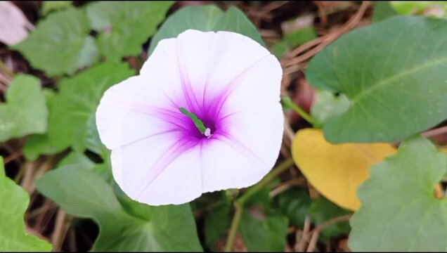Soft white flower with purple center