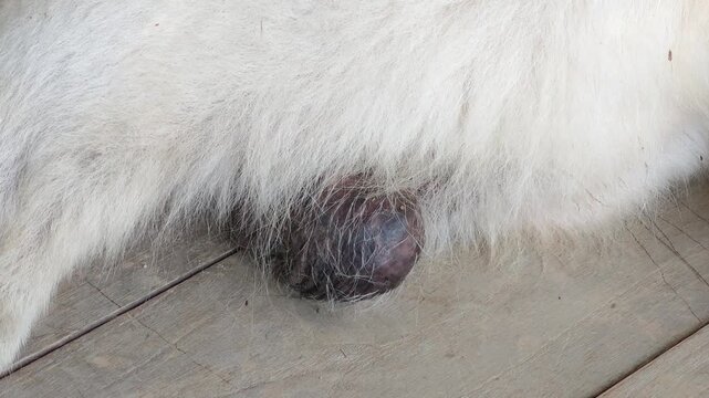flies gathering on a dog's body part
