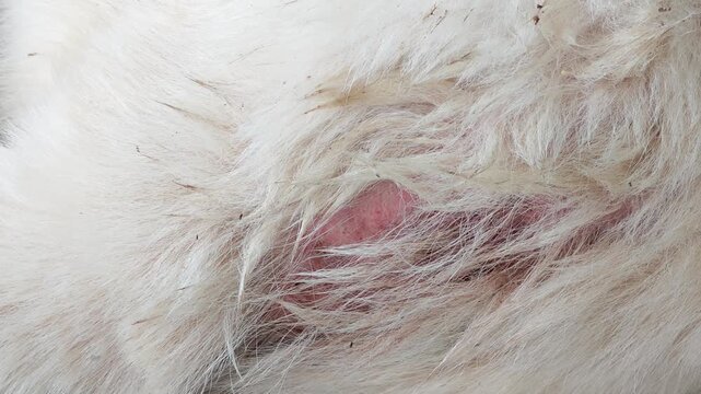flies gathering on a dog's wound