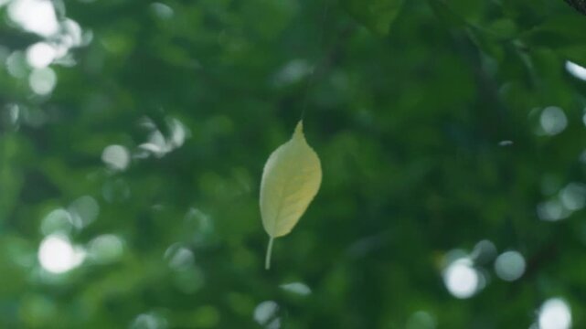 A leaf tangled in a spider web