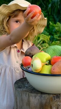 A child holding a tomato harvest in the garden. Selective focus.