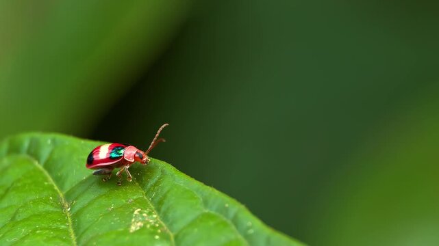 Shiny red beetle resting on green leaf in sunlight