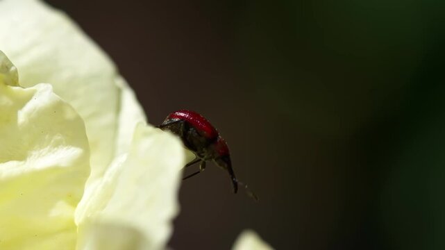 Red weevil beetle climbing on yellow rose petal