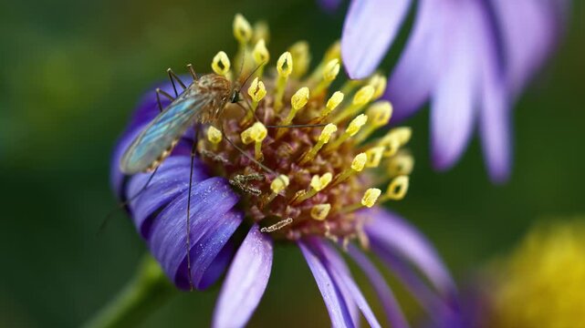 Gnat landing on purple aster flower and collecting pollen