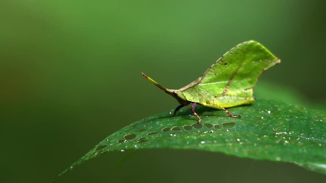 Green leaf insect camouflaged on forest foliage