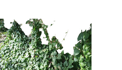 Vine ivy foliage leaf plant botany nature environment ecology vegetation pattern asset isolation png cutout transparency background flora design sustainability life conservation earth biology science. © rasolmar
