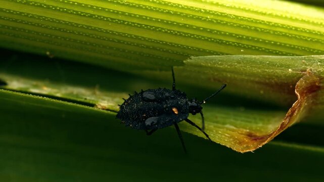 Tiny black insect with water droplets crawling on stem