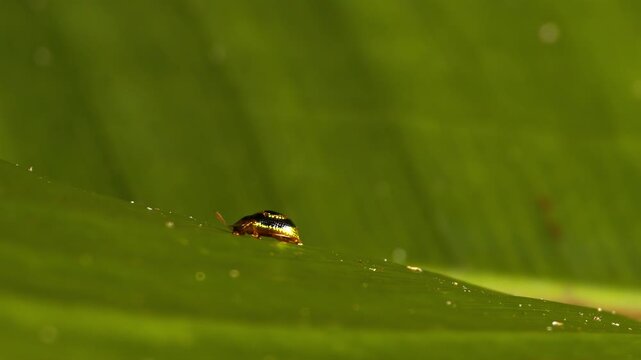 Shimmering beetle crawling on green leaf in natural light