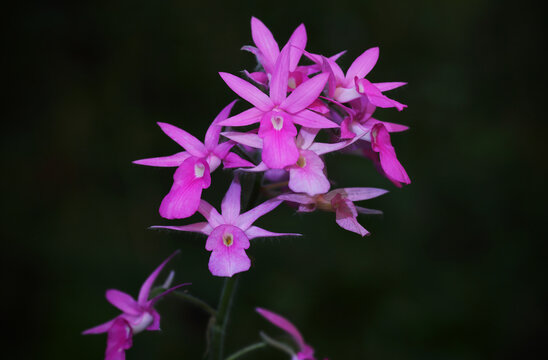 Calanthe rosea (Lindl.) Benth., also known as *Euang Phu Phrai* or *Euang Khao Niao Ling*, belongs to the Orchidaceae family.