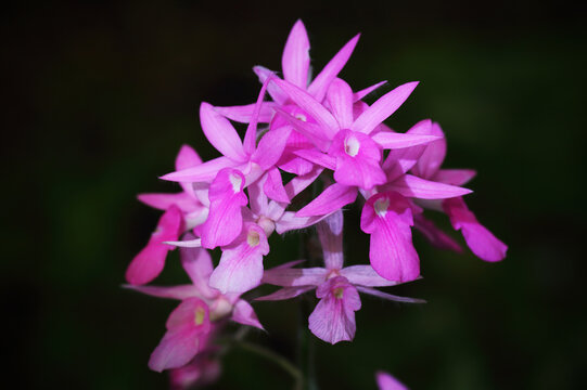 Calanthe rosea (Lindl.) Benth., also known as *Euang Phu Phrai* or *Euang Khao Niao Ling*, belongs to the Orchidaceae family.