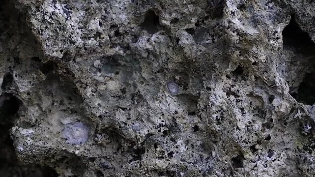 Natural Coral Stone Texture on Tropical Shoreline