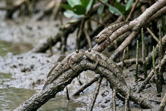 Three mudskippers resting on tangled mangrove roots in muddy coastal water