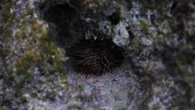 Sea urchins in coral holes