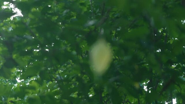A leaf tangled in a spider web