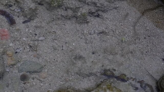 Small crabs and sea worms in a puddle of sea water