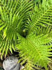 fern leaf background © Ging