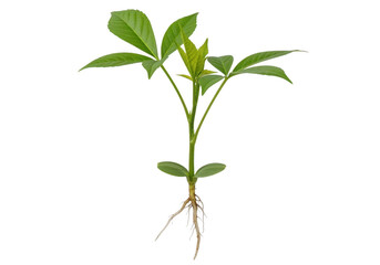 Fototapeta premium Young green plant with roots growing in soil isolated on transparent background