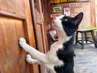 cat on the window © Ging