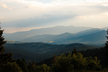 Fototapeta premium Beautiful mountain landscape at sunset with silhouette of large pine tree.