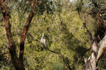 Obraz premium Sulphur-Crested Cockatoo Perched on a Branch in Australian Bushland