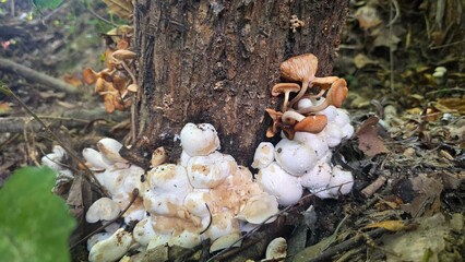 Mushroom War © Chris