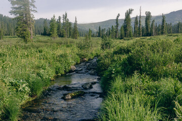 Clear mountain stream rushing through lush green meadow and coniferous forest © VKirillov