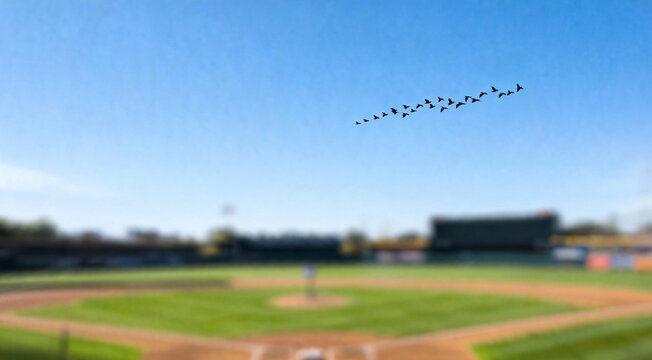 Flock of birds flying over baseball field and blue sky