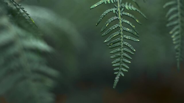 Closeup of Green Fern Leaves Growing in Forest Nature with Pine Trees, Foliage and Fresh Spring Flora in a Summer Woodland Setting