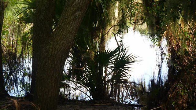 Florida 2077 Alligator Myakka River State Park Sarasota