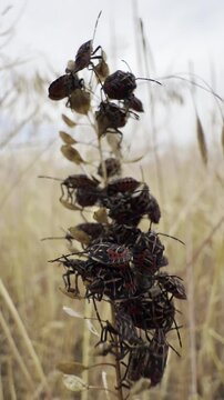 Macro view of a colony of firebug nymphs clustered on a dry plant swaying in a light summer breeze. Natural insect behavior in a wild meadow