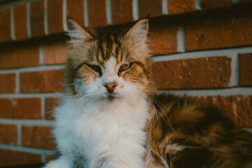 Obraz premium Fluffy Domestic Longhair Cat with Wise Expression in Warm Sunset Light